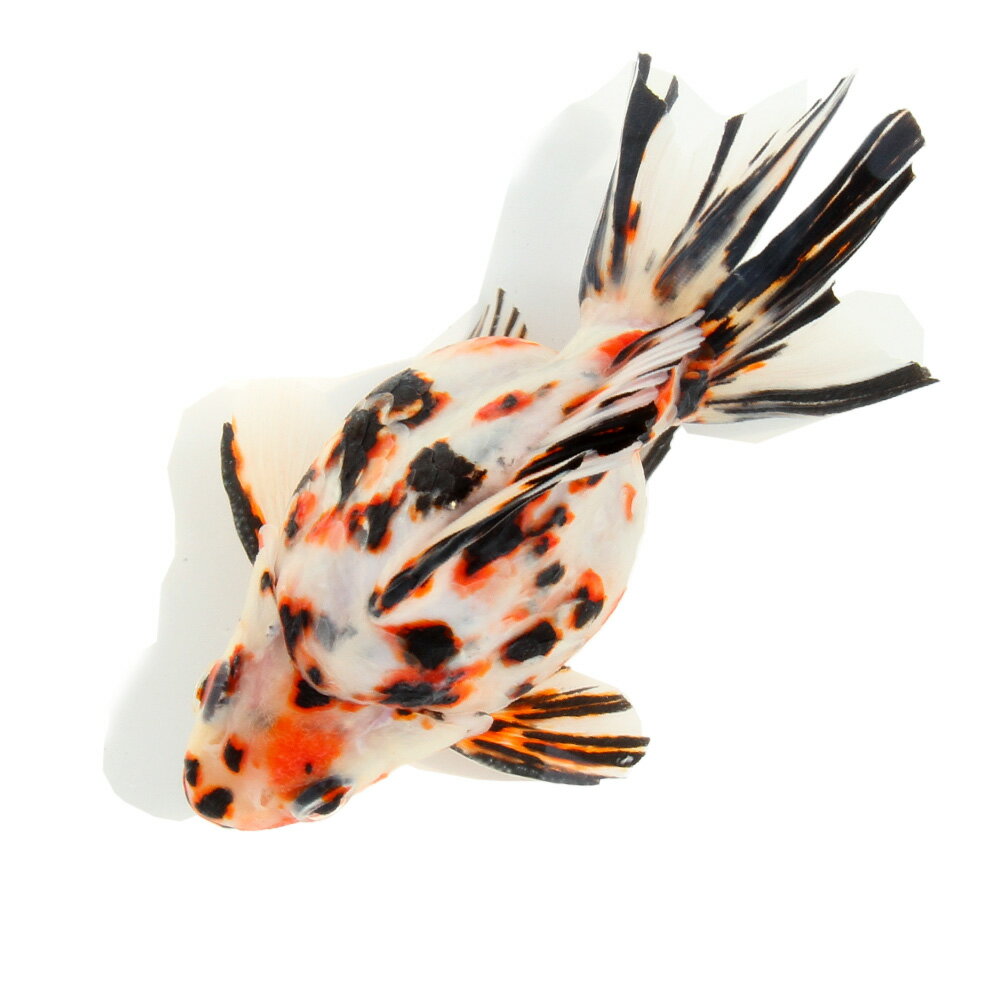 （金魚）一点物　ダルマ琉金　ショートテール　11cm±（中国産）（1匹）　関東当日便