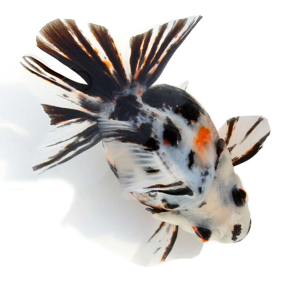 （金魚）一点物　ダルマ琉金　ショートテール　13cm±（中国産）（1匹）　関東当日便