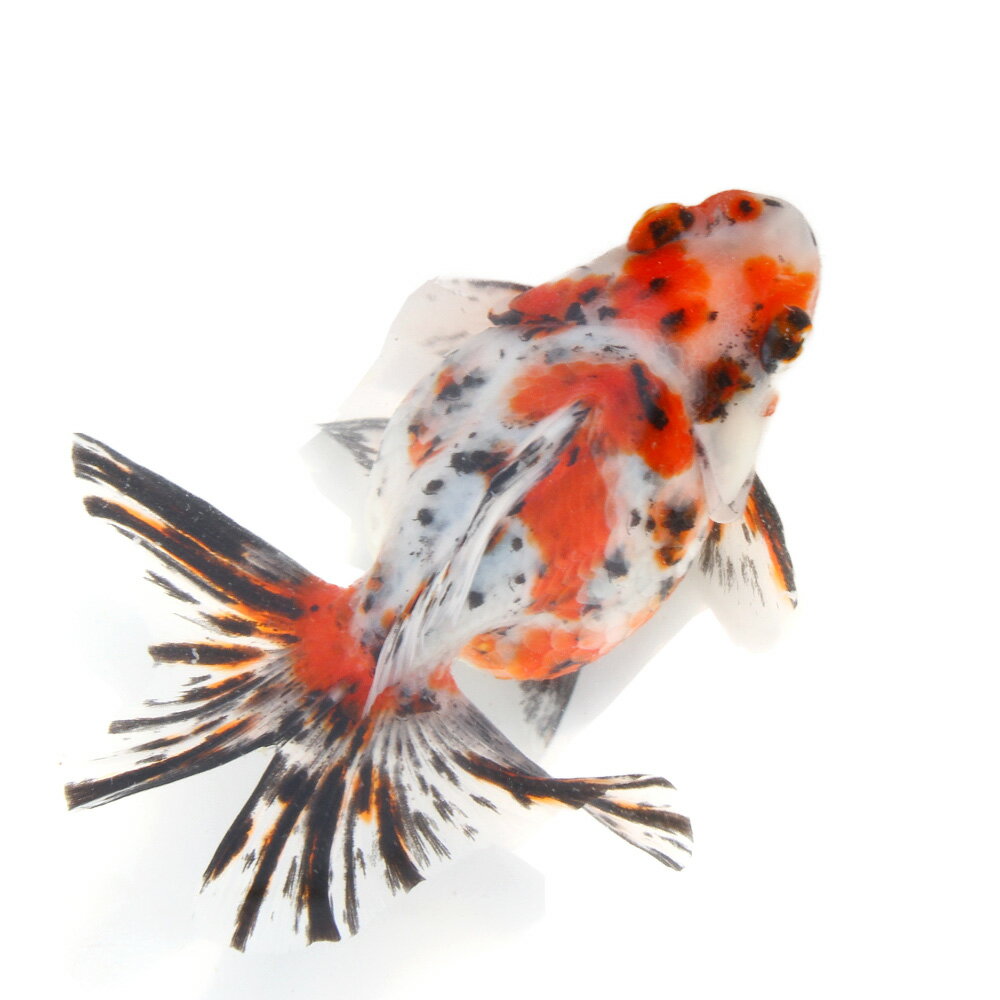 樂天商城 - （金魚）一点物　ダルマ琉金　ショートテール　12cm±（中国産）（1匹）　関東当日便