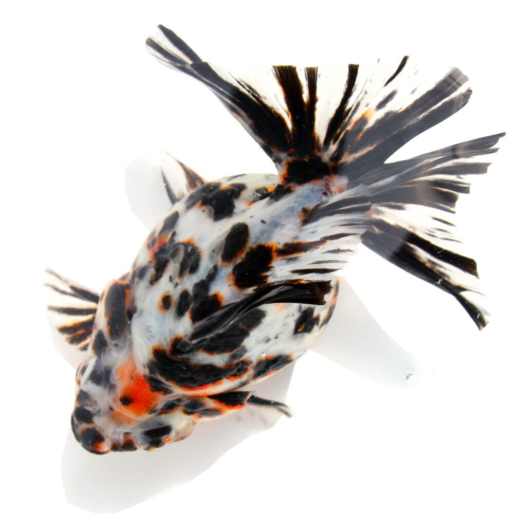 （金魚）一点物　ダルマ琉金　ショートテール　14cm±（中国産）（1匹）　関東当日便
