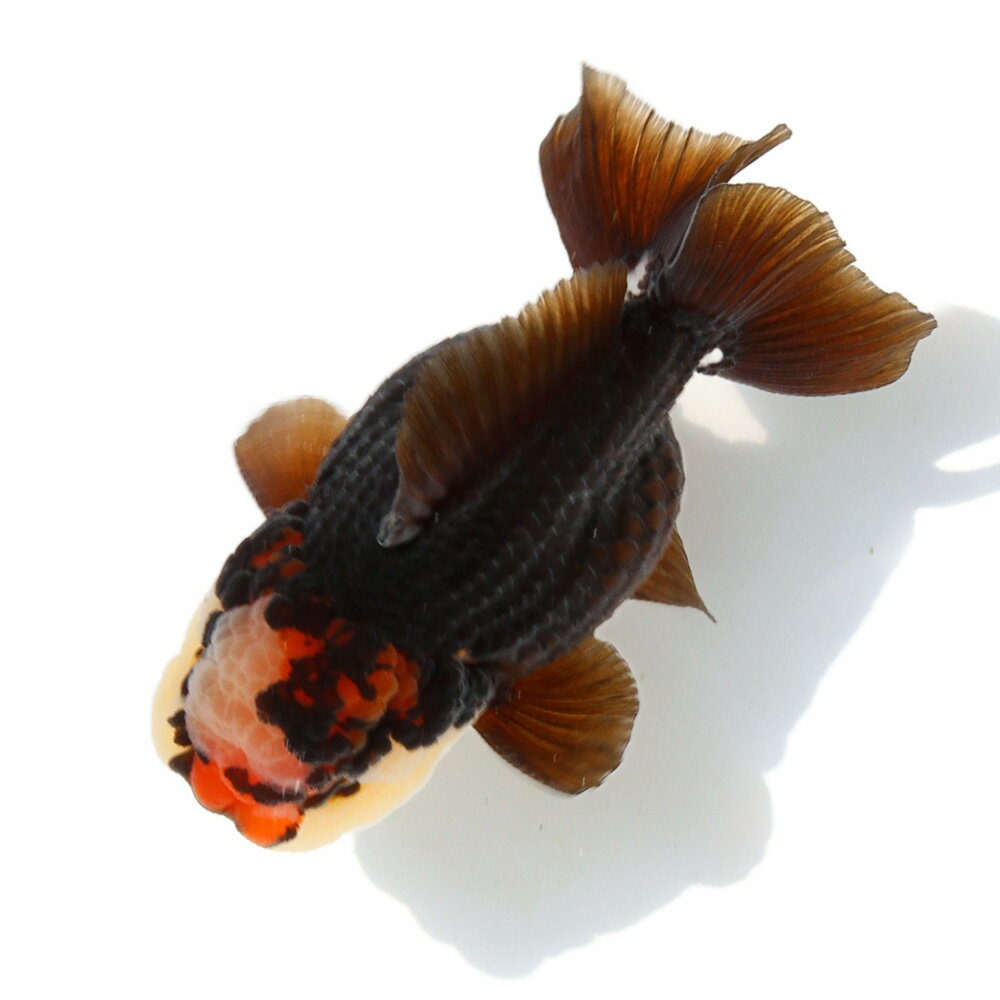 （金魚）一点物　トリカラーオランダ獅子頭ショートテール　10cm±（中国産）（1匹）