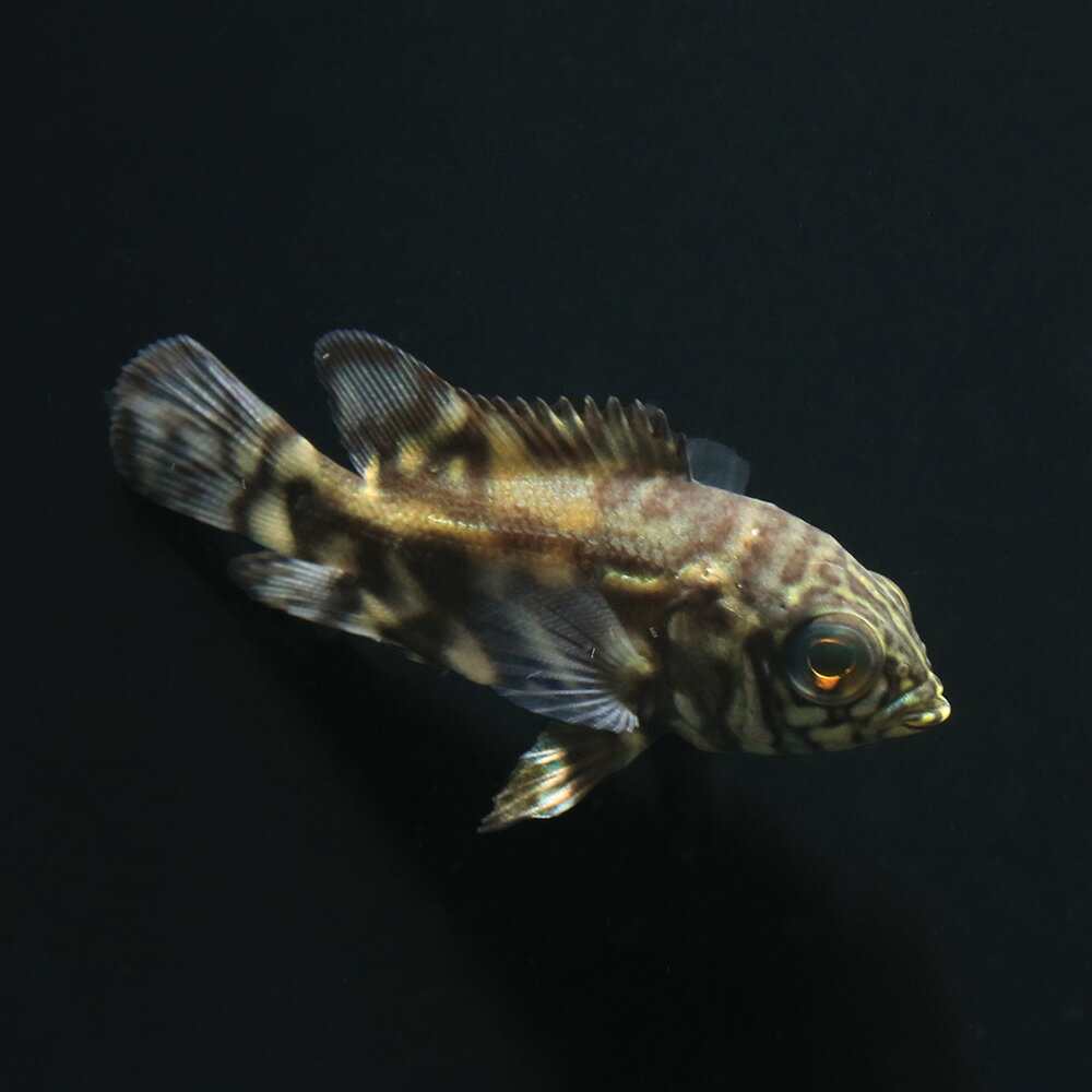 （熱帯魚）一点物　オスカー　サンフランシスコ（1匹）　北海道・九州航空便要保温