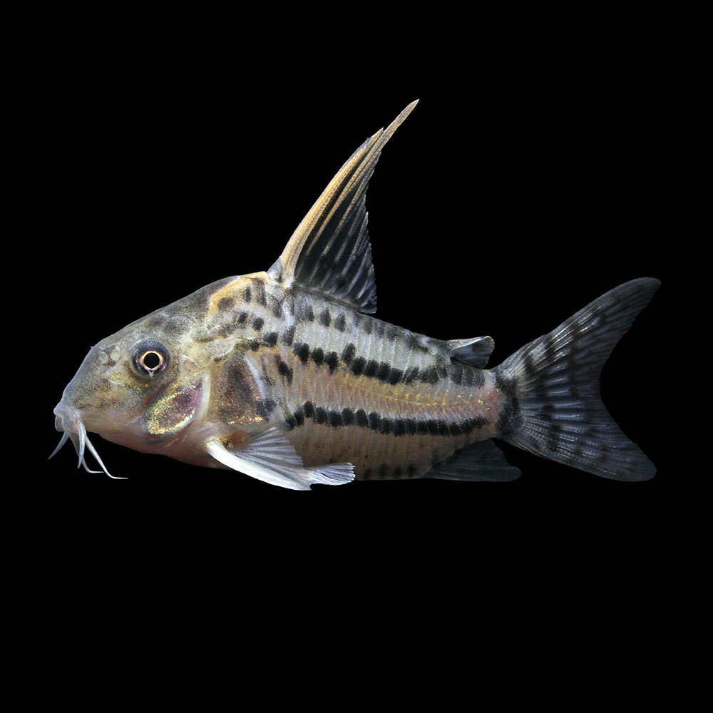 （熱帯魚）一点物　コリドラス　スーパーシュワルツィ　ラブレア（ワイルド）（1匹）　北海道・九州航空便要保温