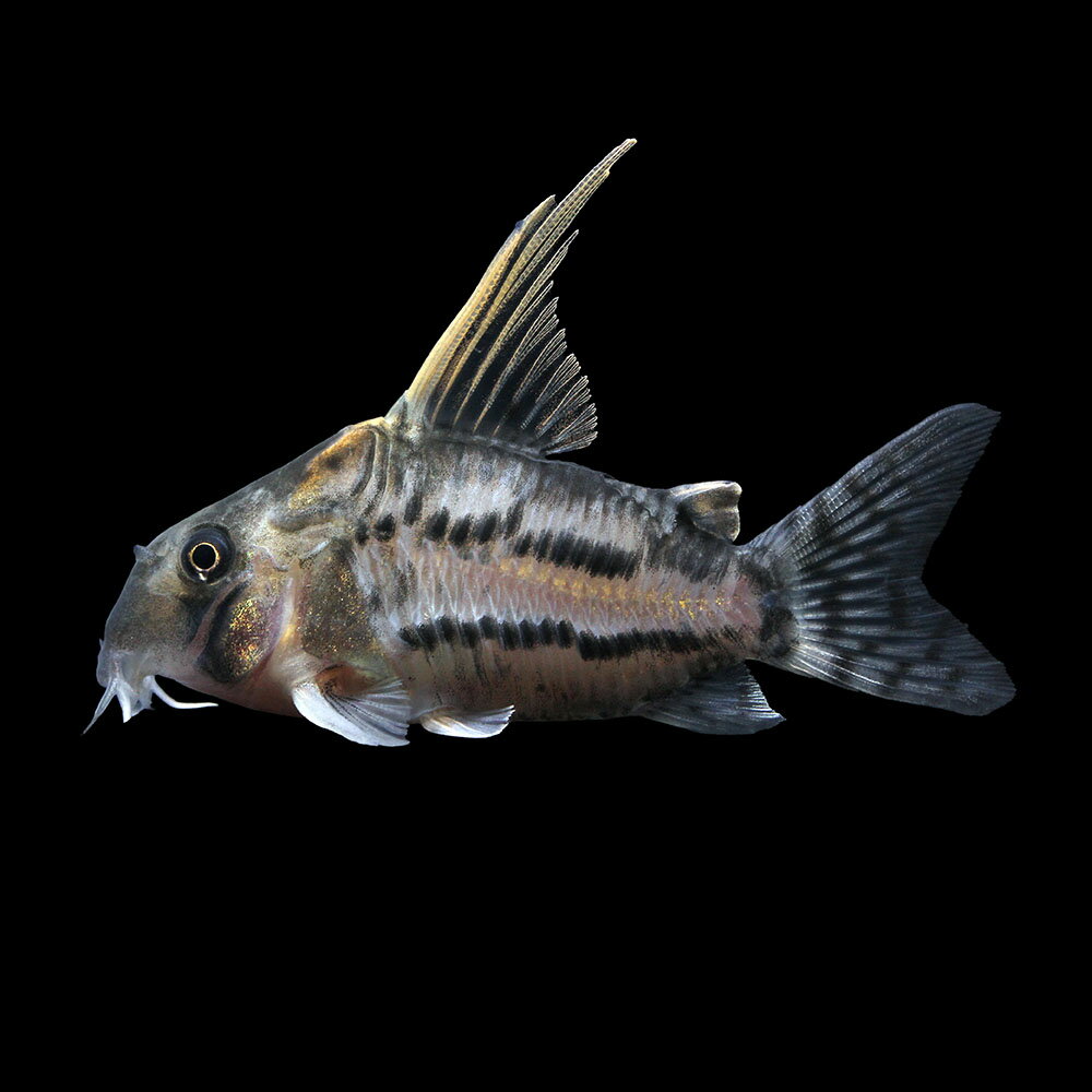 （熱帯魚）一点物　コリドラス　スーパーシュワルツィ　ラブレア（ワイルド）（1匹）　北海道・九州航空便 ...