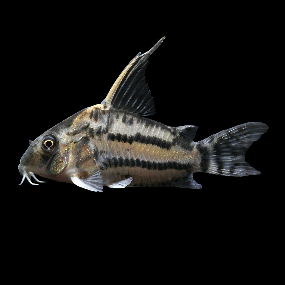 （熱帯魚）一点物　コリドラス　スーパーシュワルツィ　ラブレア（ワイルド）（1匹）　北海道・九州航空便要保温