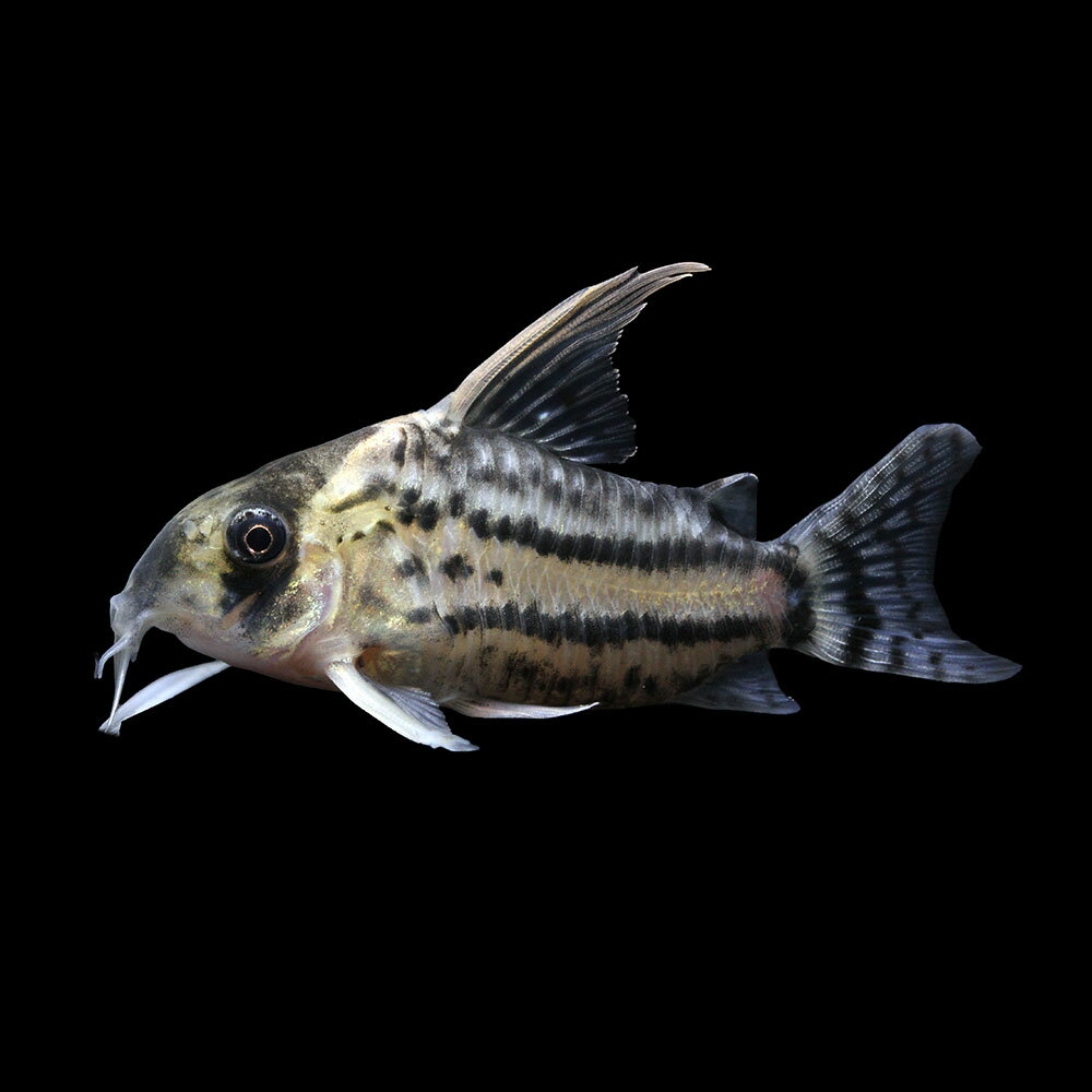 （熱帯魚）一点物　コリドラス　スーパーシュワルツィ（ワイルド）（1匹）　北海道・九州航空便要保温