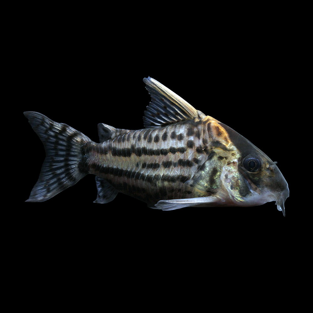 （熱帯魚）一点物　コリドラス　スーパーシュワルツィ　メス（ワイルド）約8cm（1匹）　北海道・九州航空便要保温