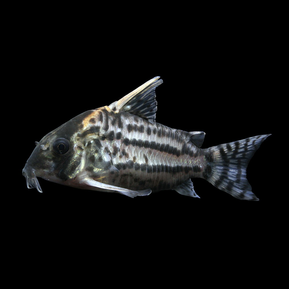 （熱帯魚）一点物　コリドラス　スーパーシュワルツィ　メス（ワイルド）約8cm（1匹）　北海道・九州航空便要保温