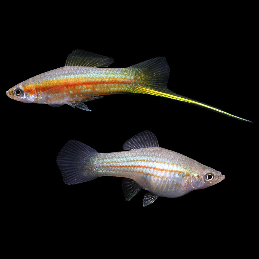 （熱帯魚）一点物　キシフォフォルス　ヘレリー　YUCATAN（ブリード）（1ペア）　北海道・九州航空便要保温