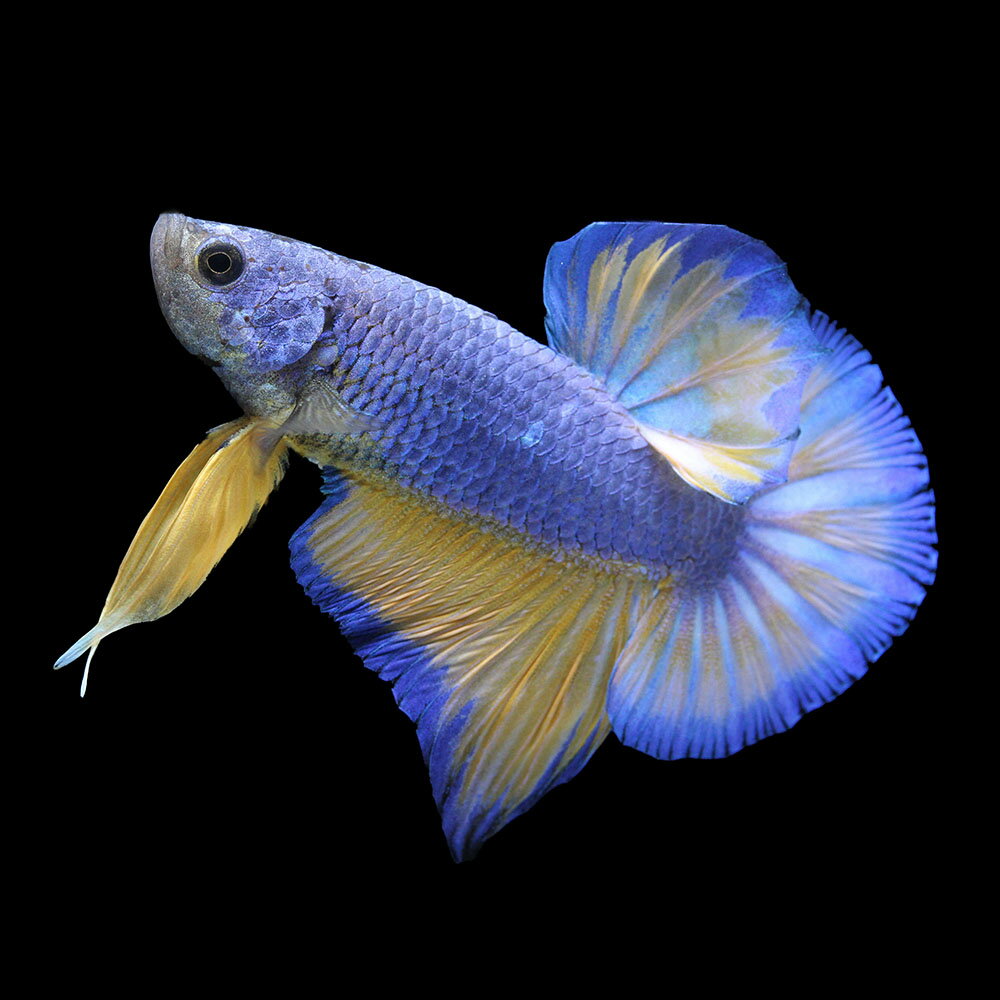 （熱帯魚）一点物　ベタ・ハーフムーンプラカット　マスタード　オス（1匹）　北海道・九州航空便要保温　関東当日便