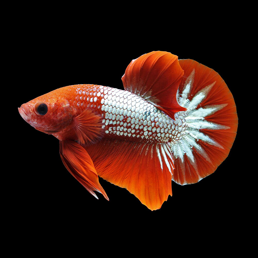 （熱帯魚）一点物　ベタ・ハーフムーンプラカット　ヘルボーイ　オス（1匹）　北海道・九州航空便要保温　関東当日便