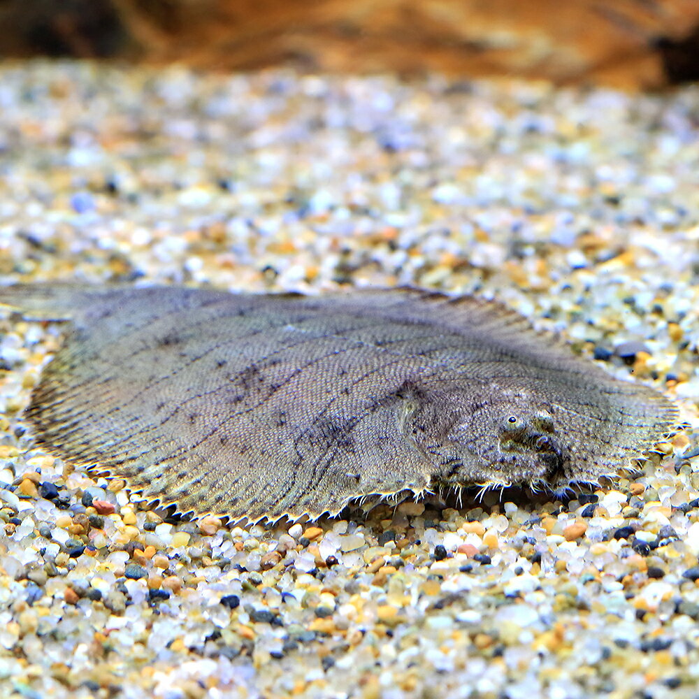 楽天市場】淡水エイ（観賞魚｜熱帯魚・アクアリウム）：ペット・ペット 