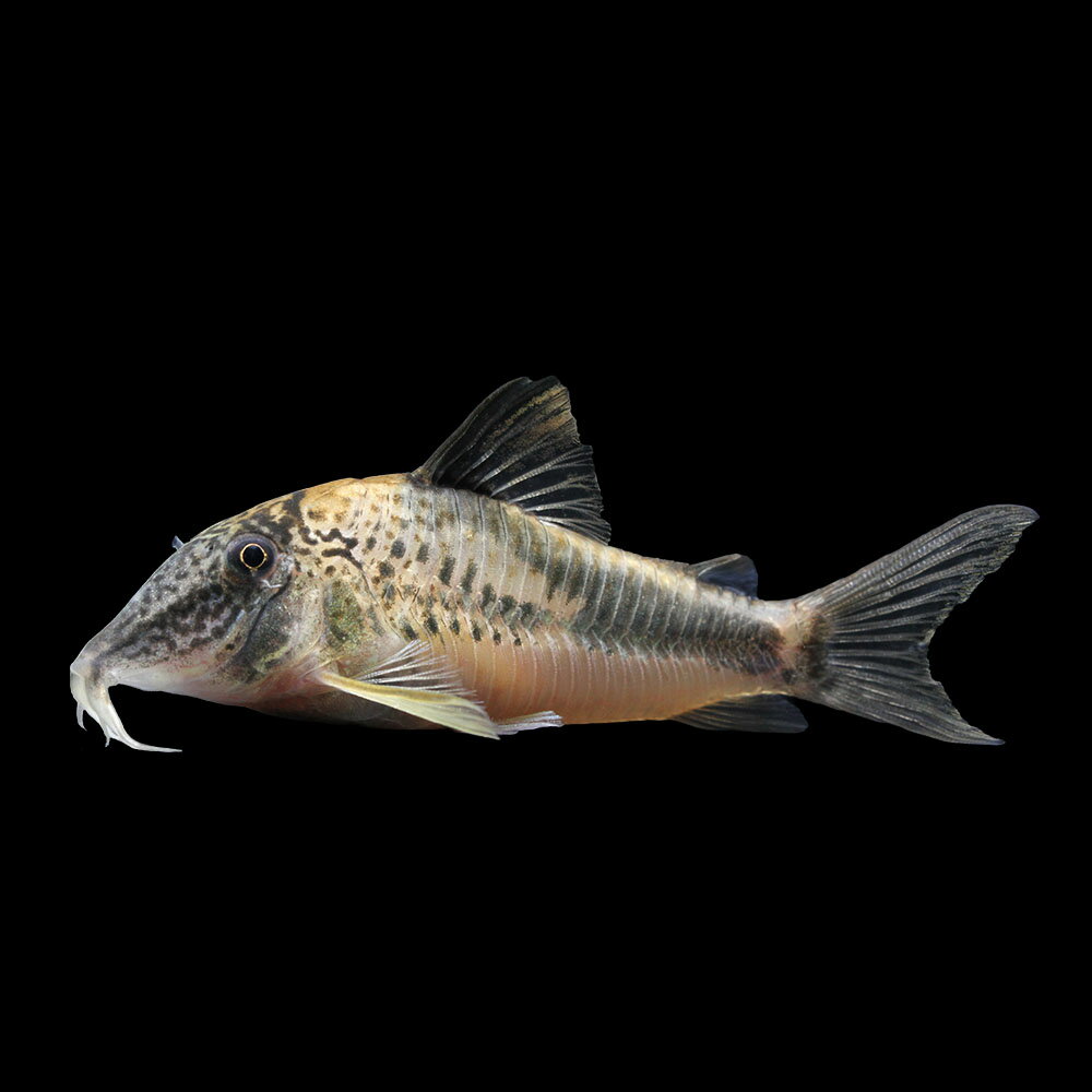 （熱帯魚）一点物　コリドラス・フォーレリー（ワイルド）約8cm（1匹）　北海道・九州航空便要保温　沖縄別途送料