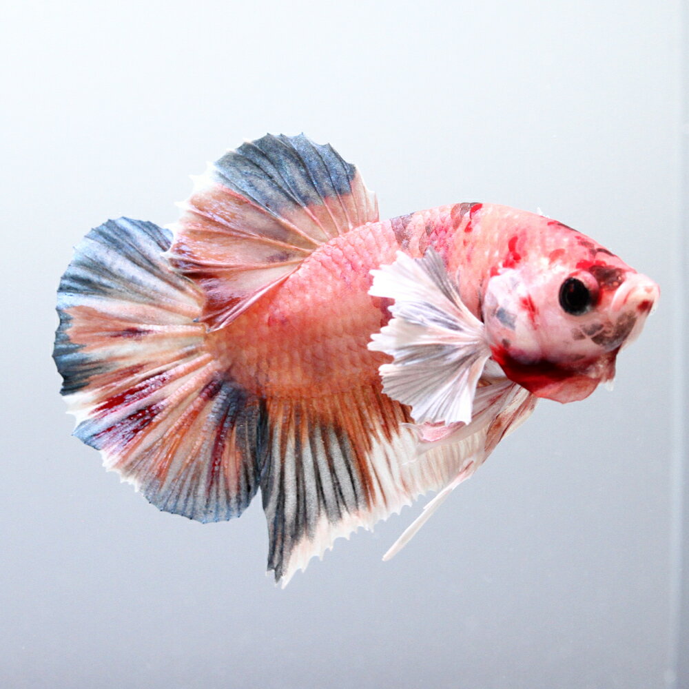 （熱帯魚）一点物　鯉ベタ・エレファントイヤープラカット　オス（1匹）　北海道・九州航空便要保温　関東当日便