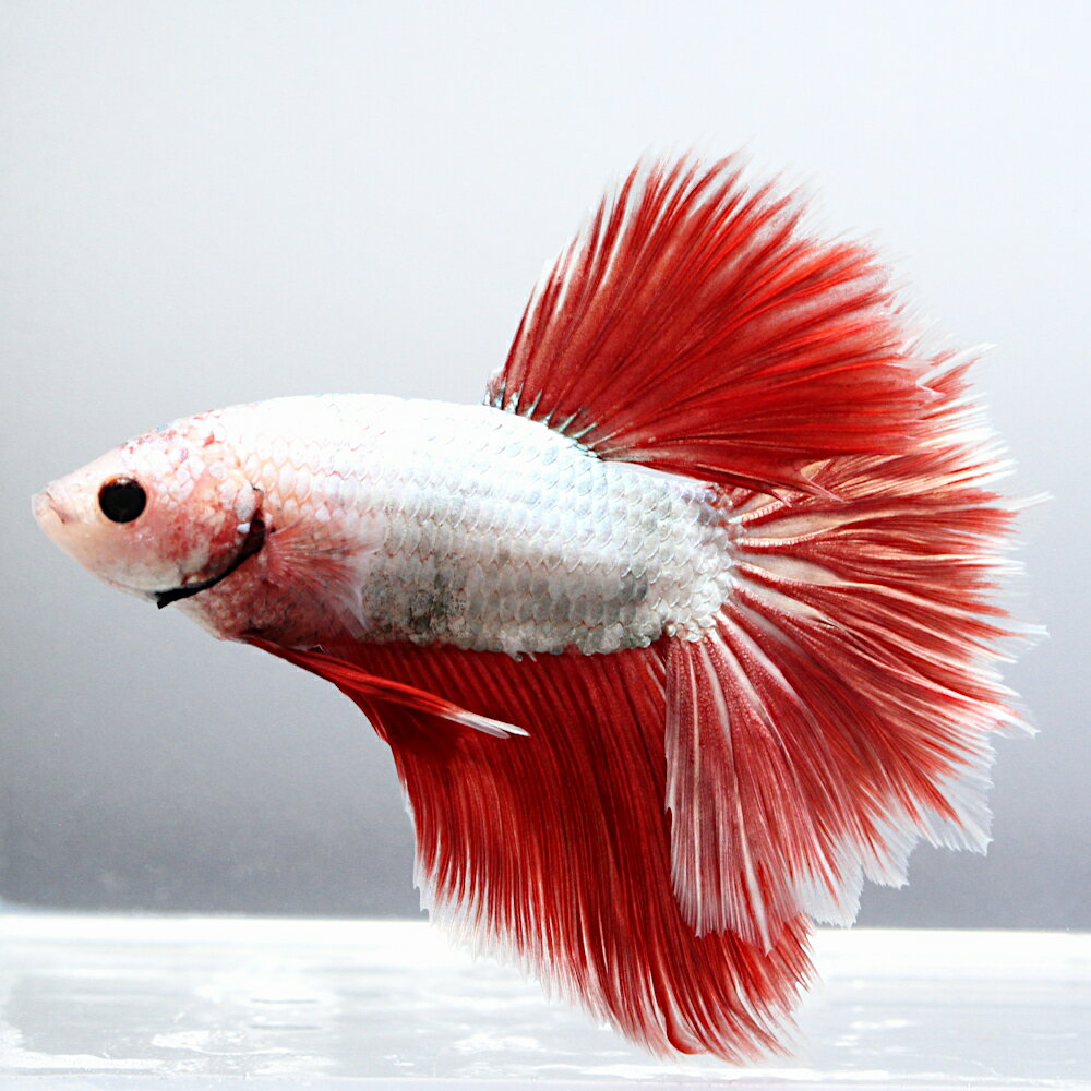 （熱帯魚）一点物　ベタ　ハーフムーンコンノック　レッドドラゴン　オス（1匹）　北海道・九州航空便要保 ...