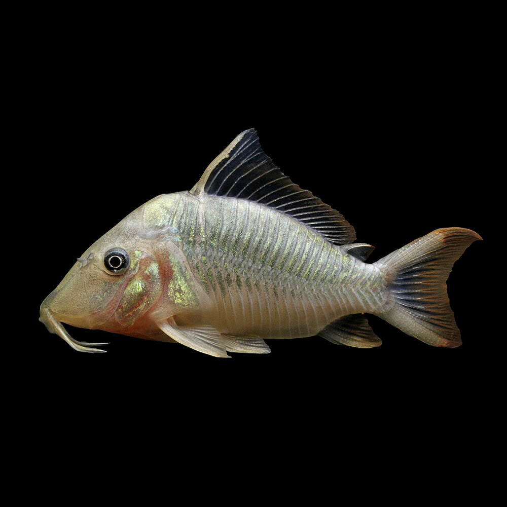 （熱帯魚）一点物　ブロキス・ブリスキー　オス（ワイルド）約8cm（1匹）　北海道・九州航空便要保温