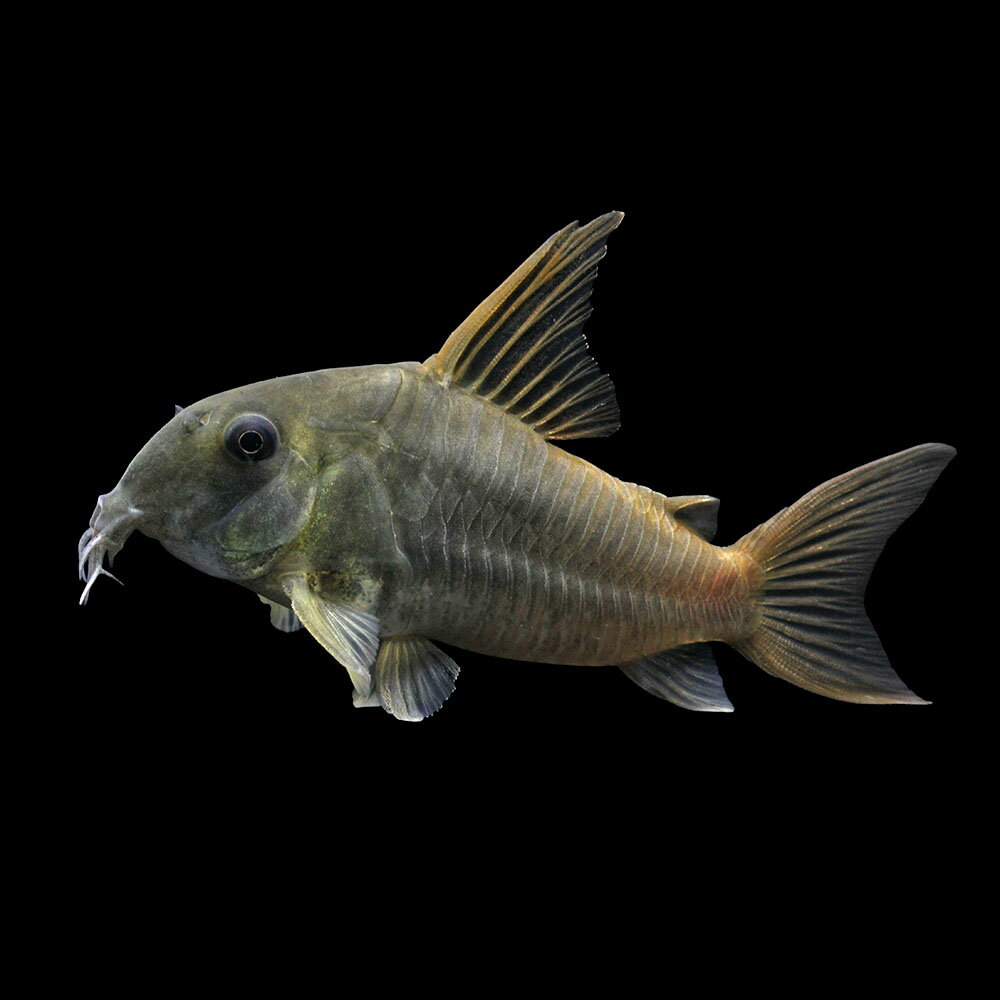 （熱帯魚）一点物　コリドラス　コンコロール　オス（ワイルド）約8cm（1匹）　北海道・九州航空便要保温