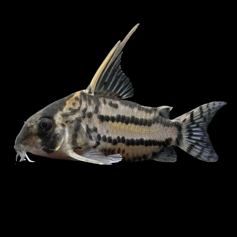 （熱帯魚）一点物　コリドラス　スーパーシュワルツィ　ラブレア　オス（ワイルド）約5cm（1匹）　北海 ...