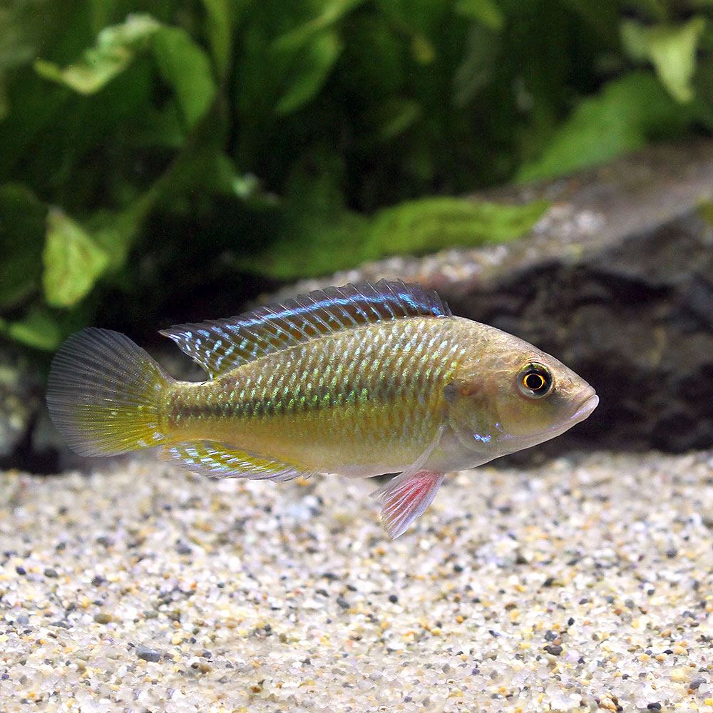 （熱帯魚）ドワーフエジプシャンマウスブリーダーsp．ルアハ（国産ブリード）（1ペア）　北海道・九州航空便要保温