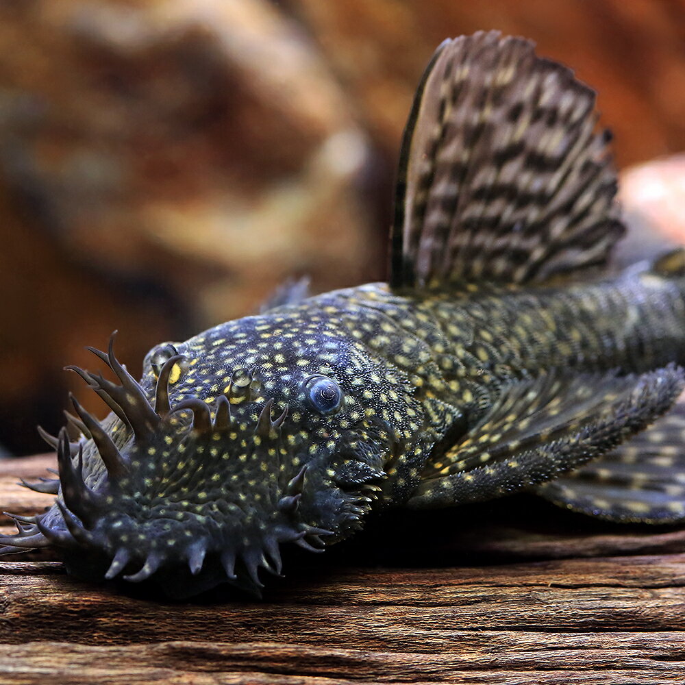 （熱帯魚）ブッシープレコ　Lサイズ　オス（ブリード）（1匹）　北海道・九州航空便要保温