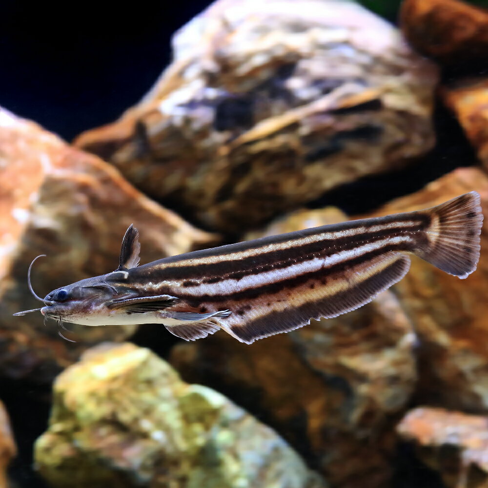 （熱帯魚）ストライプウッドキャット（1匹）　北海道・九州航空便要保温