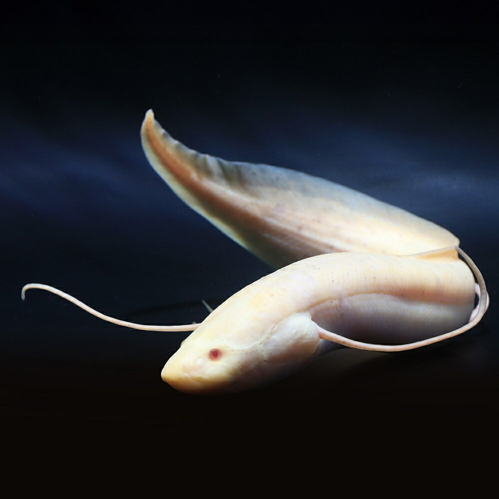 （熱帯魚）一点物　プロトプテルス　エチオピクス　コンギクス　アルビノ（1匹）　北海道・九州航空便要保温