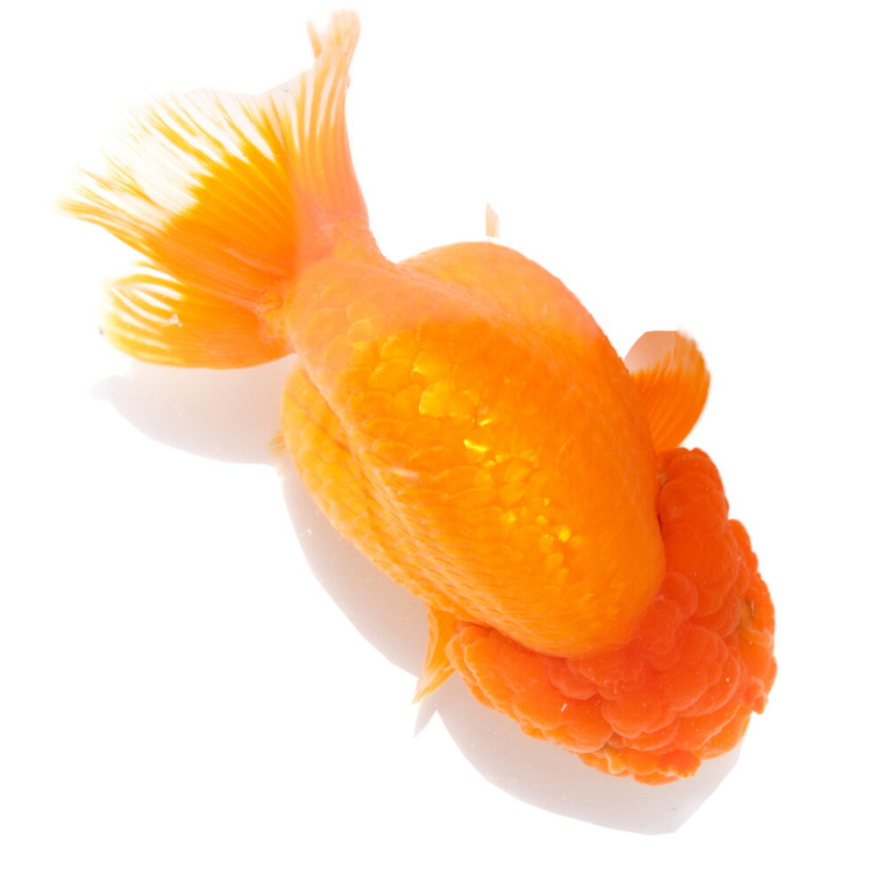 （国産金魚）一点物　らんちゅう　薩摩産　13cm±（1匹）北海道航空便要保温