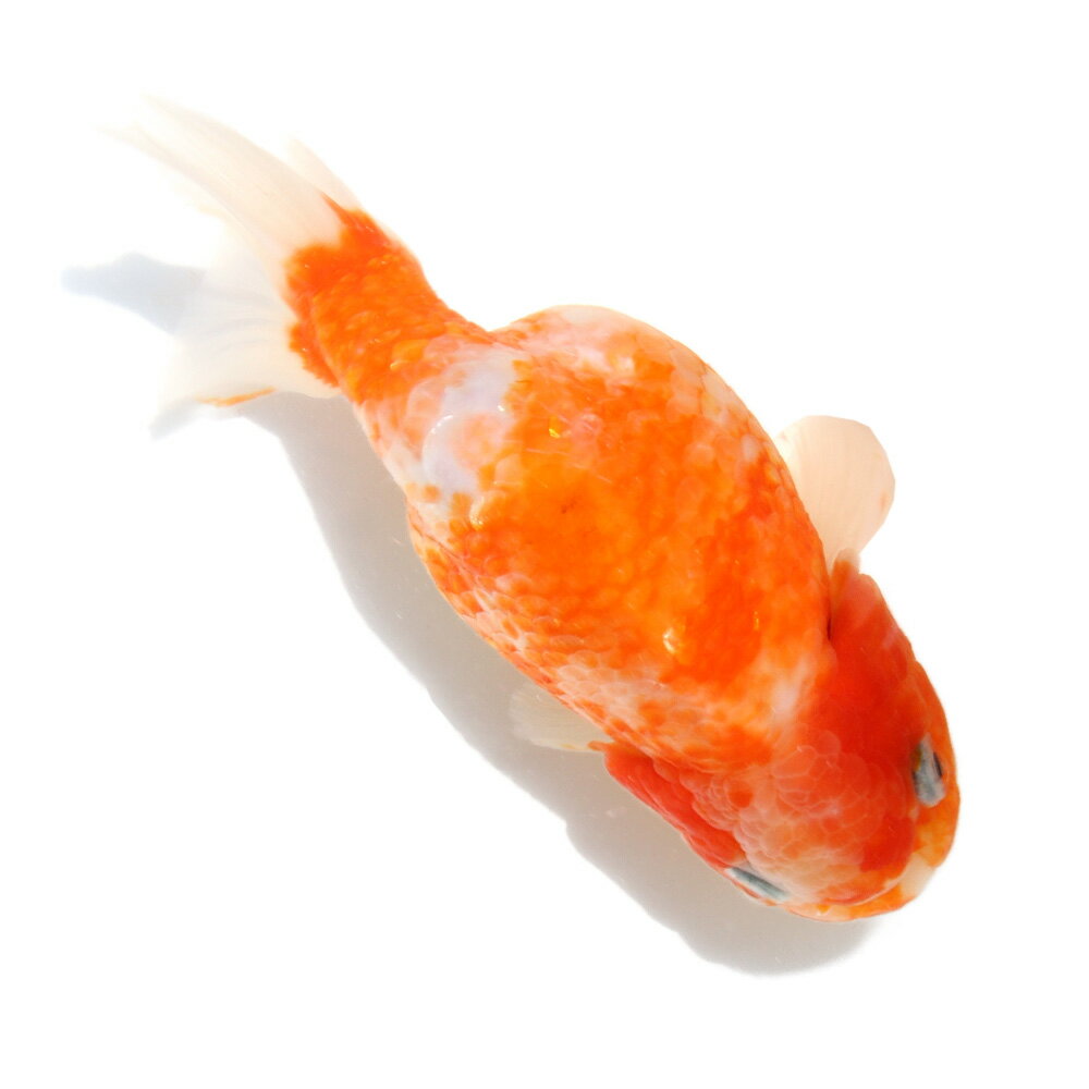 （国産金魚）一点物　桜錦　薩摩産　13cm±（1匹）北海道航空便要保温