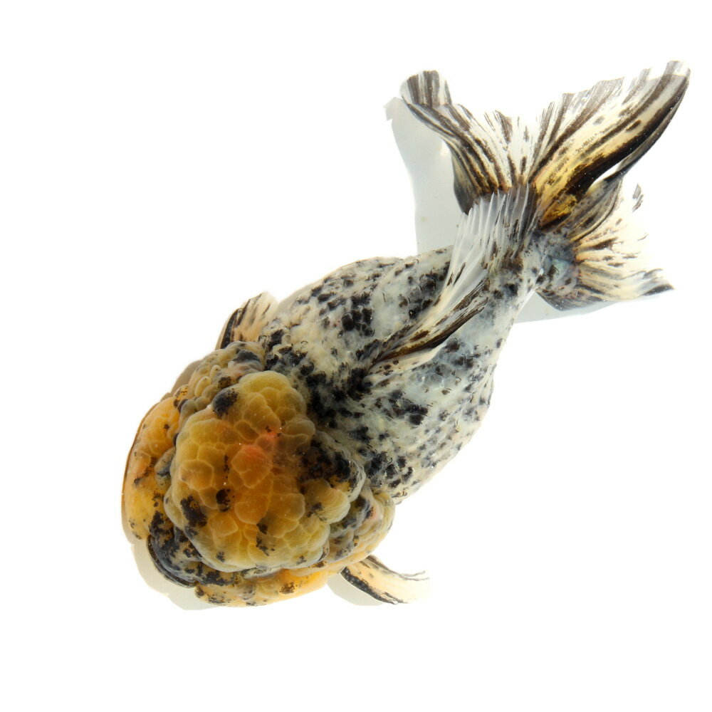 （国産金魚）一点物　白黒オランダ獅子頭ショートテール　薩摩産　13cm±（1匹）
