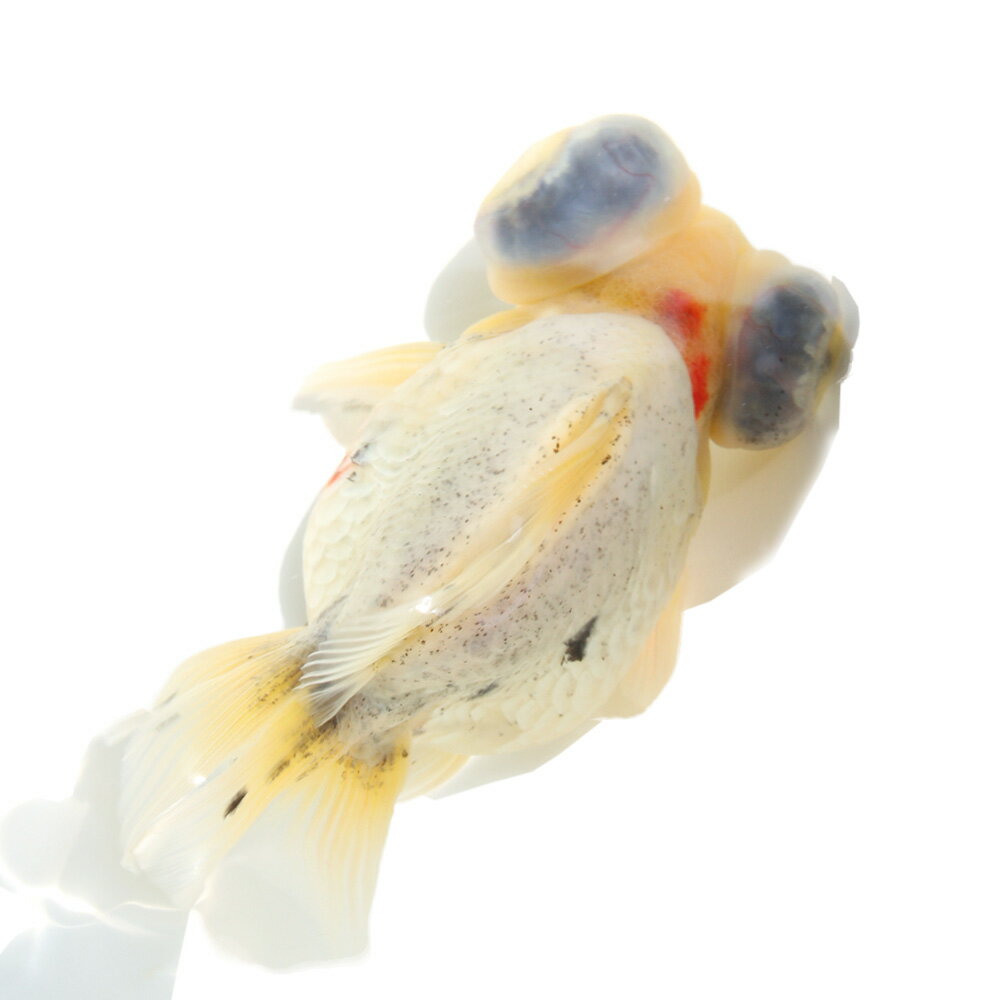 （国産金魚）一点物　出目金ショートテール　薩摩産　13cm±（1匹）