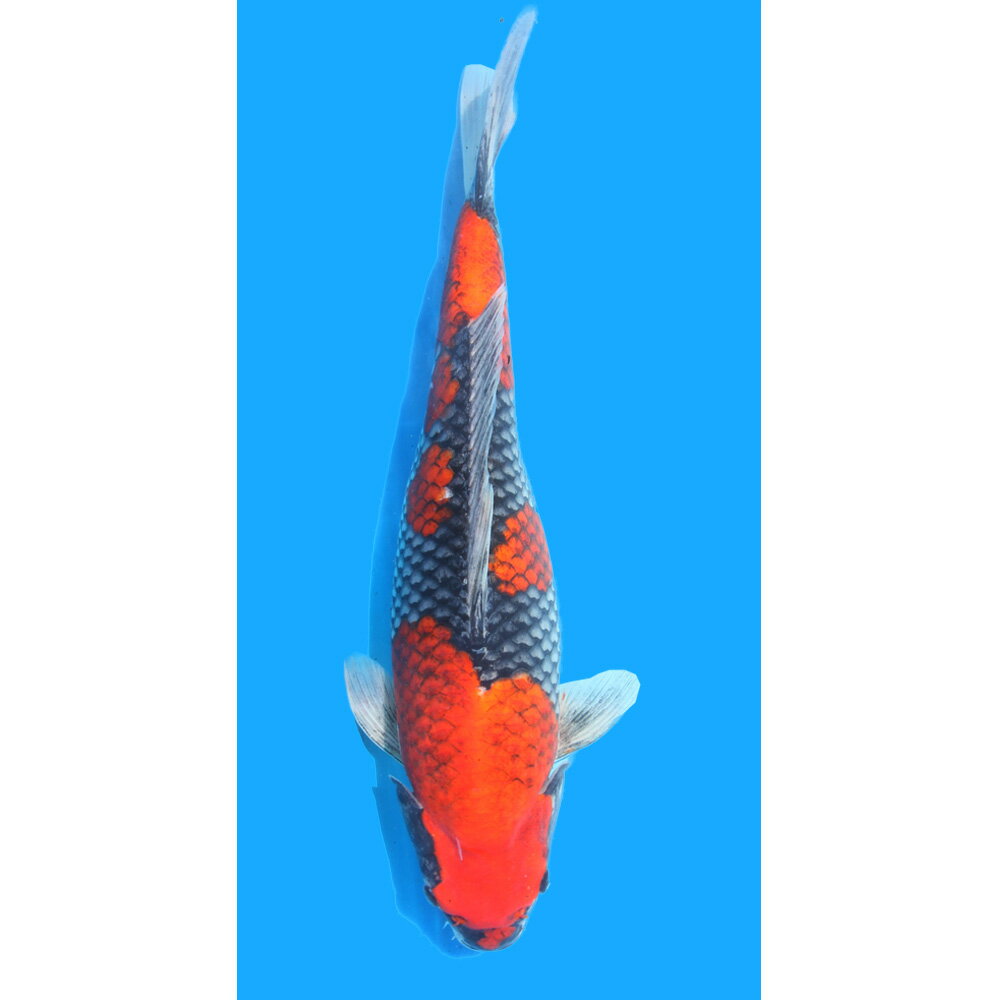 （錦鯉）一点物　五色　新潟県小千谷産　43cm±（1匹）