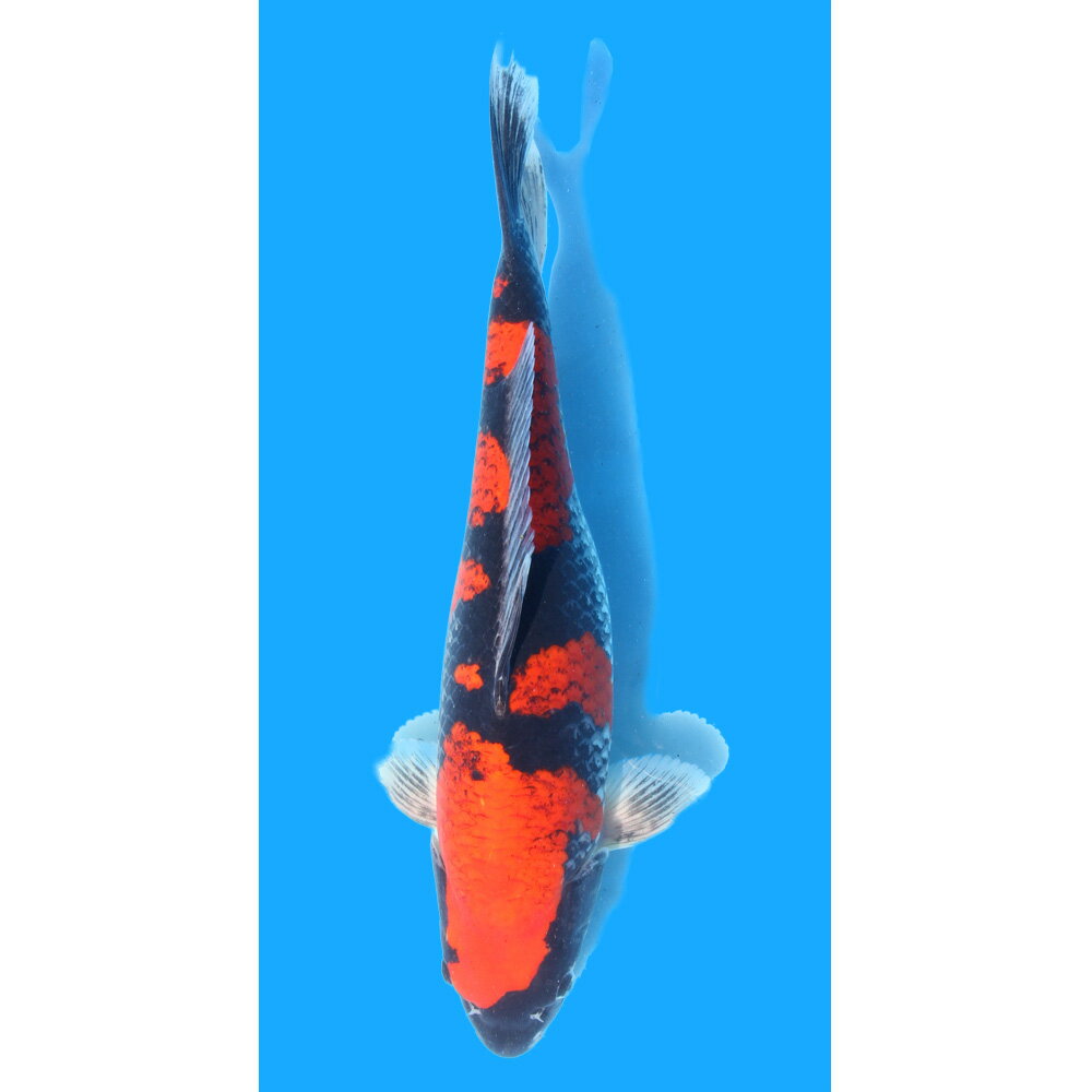 （錦鯉）一点物　五色　新潟県小千谷産　48cm±（1匹）　関東当日便