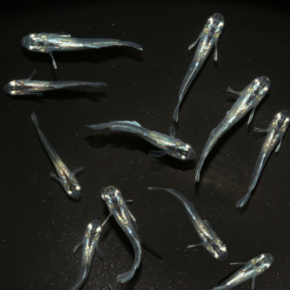 （めだか）無選別　エルサメダカ　稚魚（5匹）