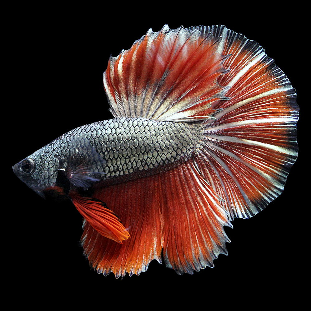 （熱帯魚）一点物　ベタ　ハーフムーン　コッパーレッド　オス（1匹）　北海道・九州航空便要保温