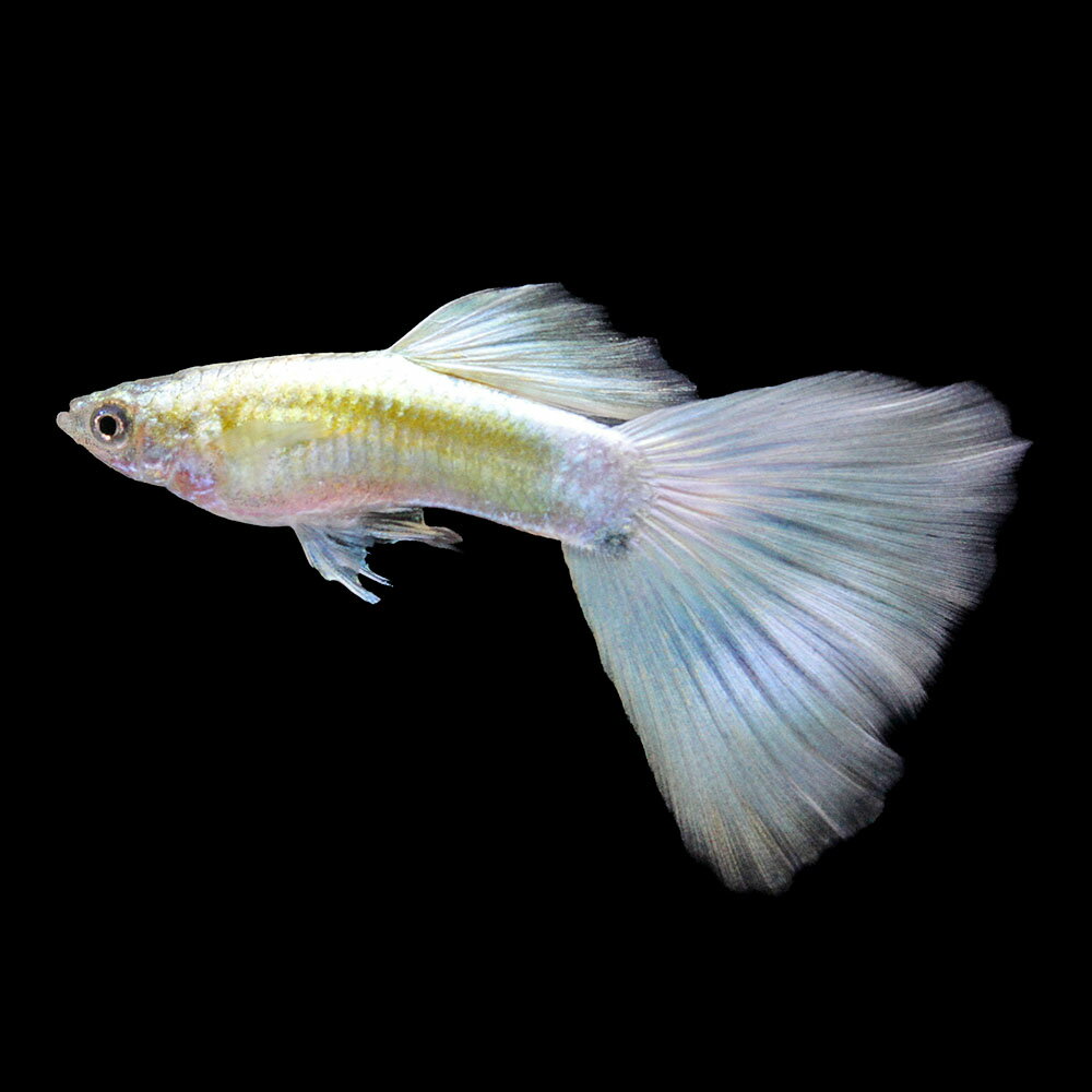 樂天商城 - （熱帯魚）一点物　ハクホワイト・グッピー（国産グッピー）（1ペア）　北海道・九州航空便要保温
