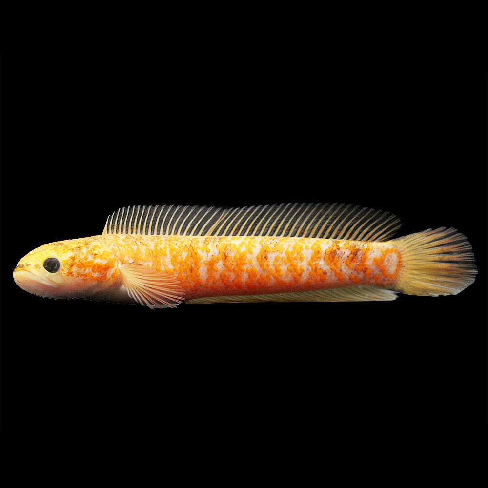 （熱帯魚）一点物　レッドコウタイ　ゴールデンギャラクシー　マーブル柄　約16〜18cm（1匹）　北海道航空便要保温