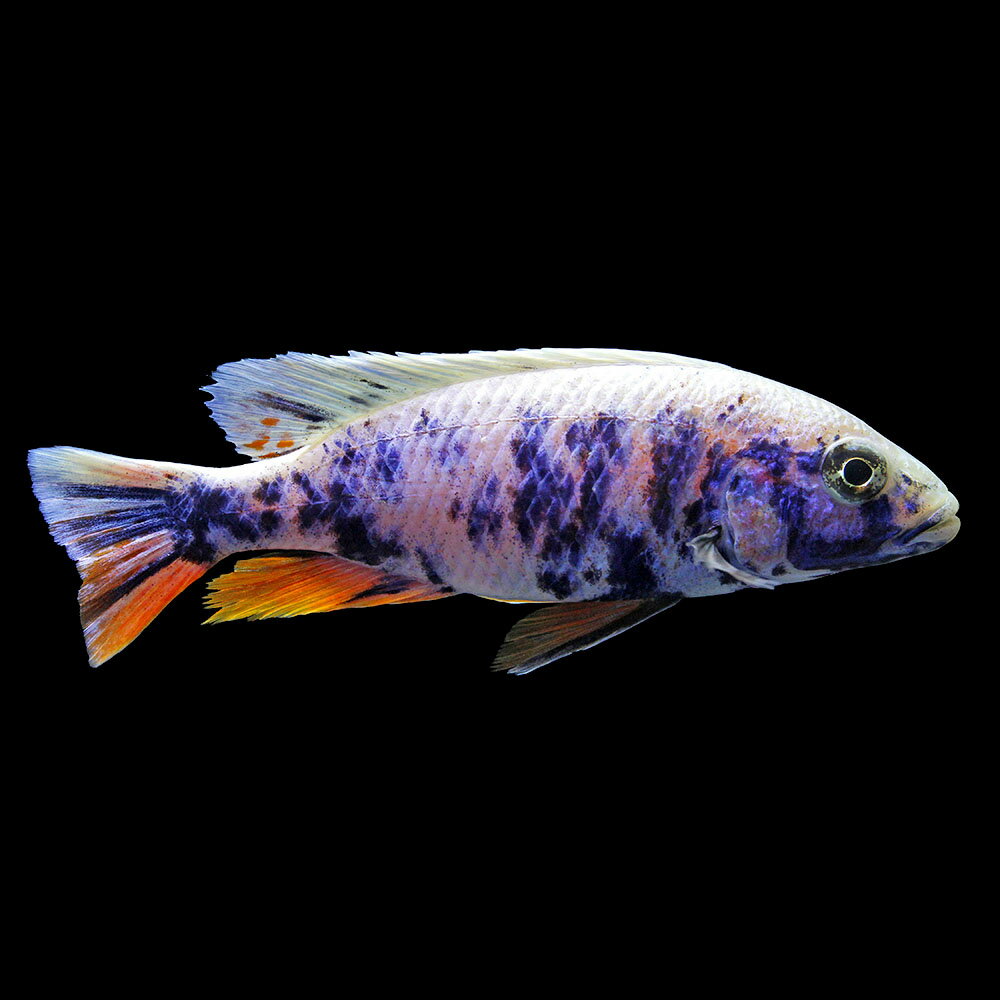（熱帯魚）一点物　スキアエノクロミス　フライエリィ　OB（1匹）　北海道・九州航空便要保温