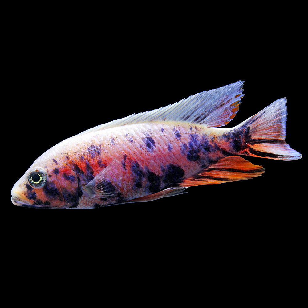 （熱帯魚）一点物　スキアエノクロミス　フライエリィ　OB（1匹）　北海道・九州航空便要保温