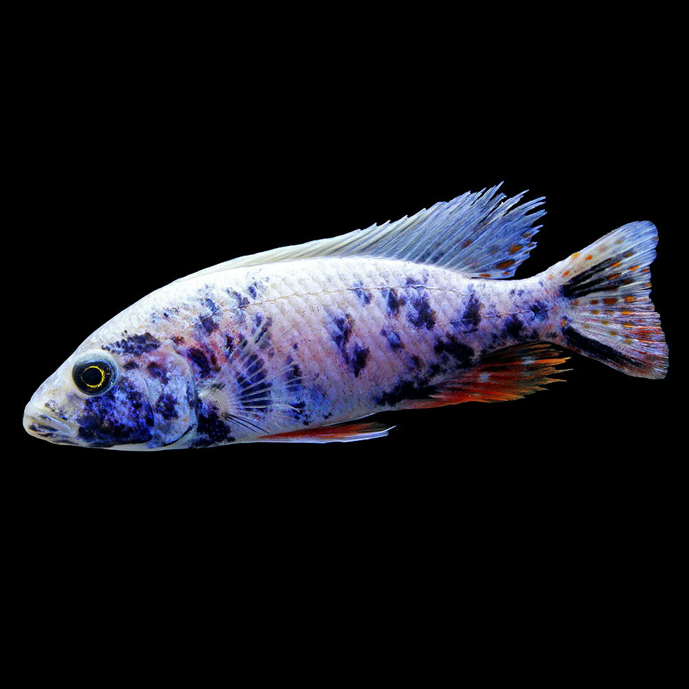 （熱帯魚）一点物　スキアエノクロミス　フライエリィ　OB（1匹）　北海道・九州航空便要保温