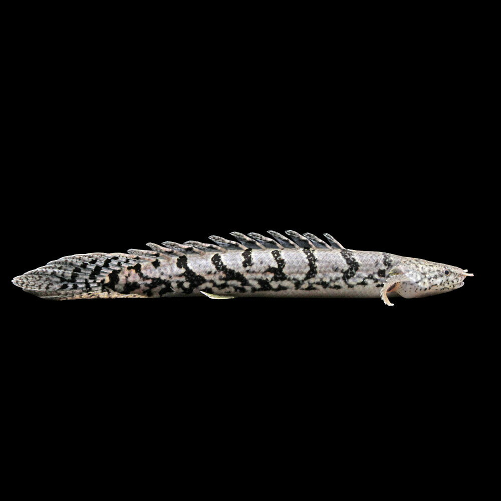 （熱帯魚）一点物　ポリプテルス　デルヘジィ　ロイヤルバンド（ブリード）（1匹）　北海道・九州航空便要保温