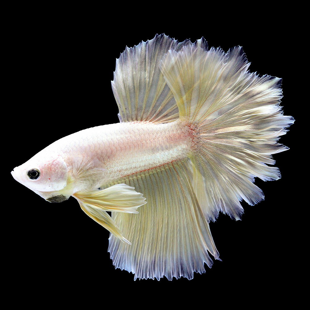ベタ3匹　売ります 楽天市場】ベタ 闘魚（観賞魚｜熱帯魚・アクアリウム）：ペット