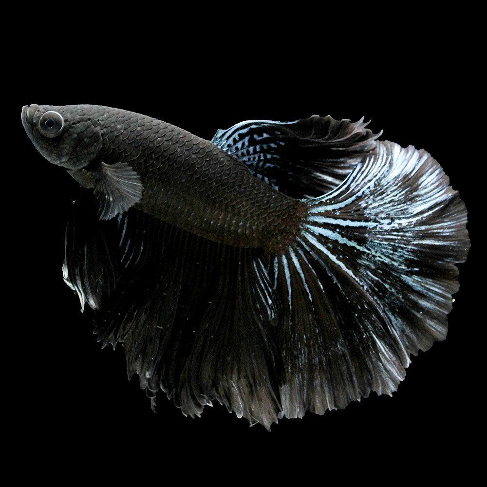 （熱帯魚）一点物　ベタ　ハーフムーン　ブラックオーキッド　オス（1匹）　北海道・九州航空便要保温