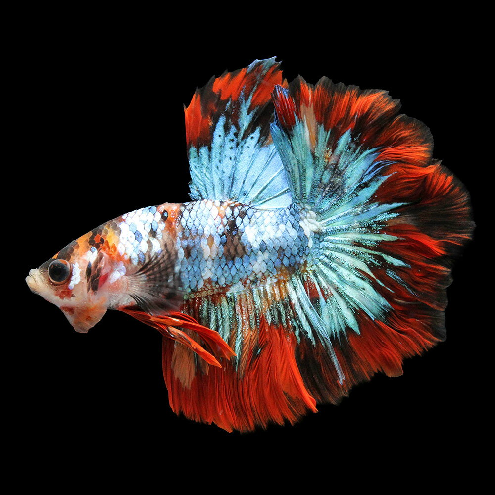 （熱帯魚）一点物　鯉ベタ　ハーフムーン　ニモ（キャンディー）レッドバンド　オス（1匹）　北海道・九州 ...