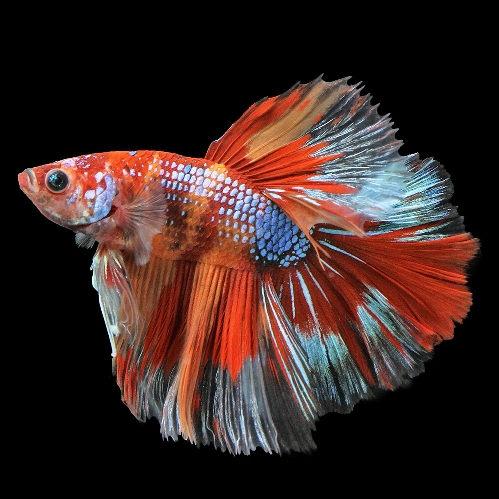 （熱帯魚）一点物　鯉ベタ　ハーフムーン　ニモ（キャンディー）　オス（1匹）　北海道・九州航空便要保温