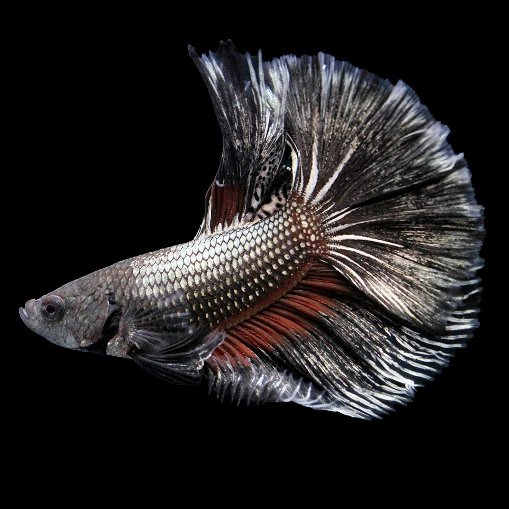 樂天商城 - （熱帯魚）一点物　ベタ　ハーフムーン　コッパーデビル　オス（1匹）　北海道・九州航空便要保温