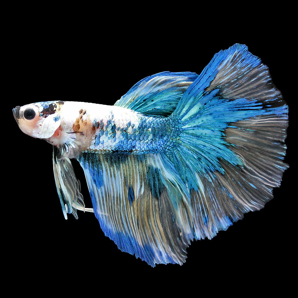 楽天市場】ベタ 闘魚（観賞魚｜熱帯魚・アクアリウム）：ペット