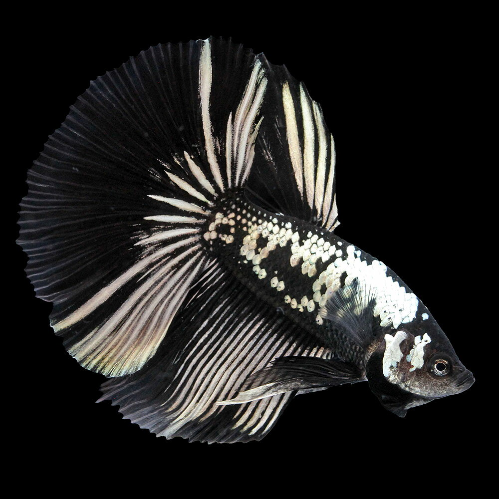 樂天商城 - （熱帯魚）一点物　ベタ　ハーフムーン　ブラックサムライ　オス（1匹）　北海道・九州航空便要保温