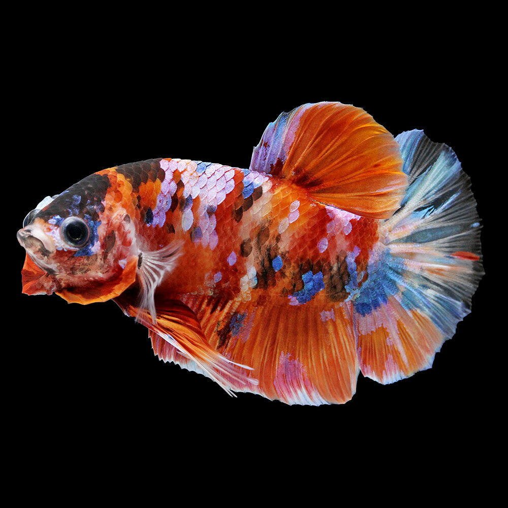 樂天商城 - （熱帯魚）一点物　鯉ベタ・ハーフムーンプラカット　ニモ（キャンディー）　オス（1匹）　北海道・九州航空便要保温　関東当日便