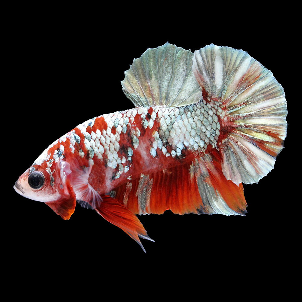（熱帯魚）一点物　ベタ・ハーフムーンプラカット　アイアンマン　オス（1匹）　北海道・九州航空便要保温 ...