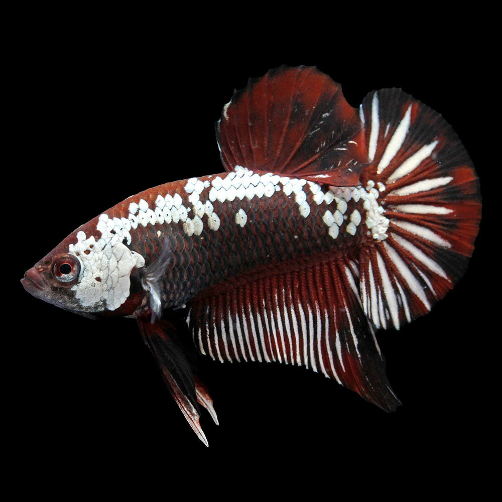 樂天商城 - （熱帯魚）一点物　ベタ・ハーフムーンプラカット　レッドサムライ　オス（1匹）　北海道・九州航空便要保温　関東当日便